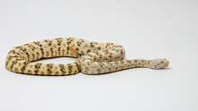White Speckled Rattlesnake Isolated On A White Background