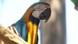 macaw leaning on a tree branch outdoors in rio de janeiro Brazil.
