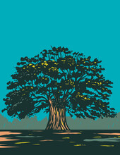 WPA Poster Art Of A Centuries Old Balete Tree, Balite Or Baliti From The Genus Ficus In Canlaon City, Negros Oriental, Philippines Done In Works Project Administration Style.