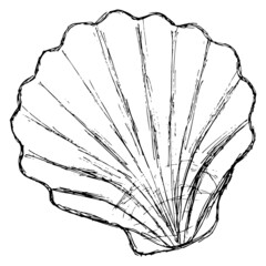Wall Mural - Rough freehand outline of a scallop shell. Black and white vector sketch of a seashell