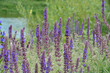 Clump of Purple Flowering Balkan clary Salvia nemorosa