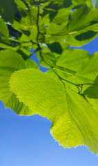 Canvas Print - branch with fresh green leaves of spring linden tree