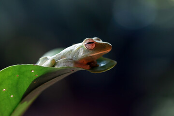 Rhacophorus prominanus or the malayan tree frog closeup on green leaves