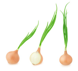 Wall Mural - Set of a fresh golden onion with leaves isolated on white background.