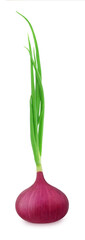 Wall Mural - Fresh red onion with leaves isolated on white background.