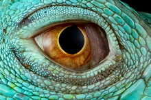 Blue Iguana Closeup Eyes, Eyes Of Blue Iguana 