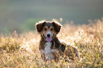 Wall Mural - Happy dog having fun in a field of summertime