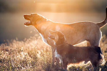 Wall Mural - Happy dogs having fun in a field of summertime