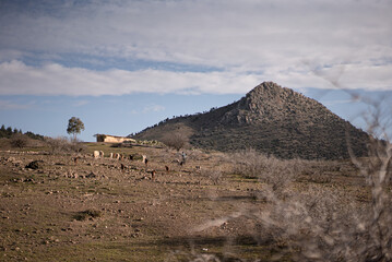 Wall Mural - Beautiful view of the field wit the animals, and the mountain in the back in Morocco