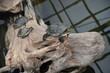 schildkröte wasserschildkröte rotwangenschmuckschildkröte schnappschildkrölte schmuckschildkröte aquarium terrarioum haltung exoten