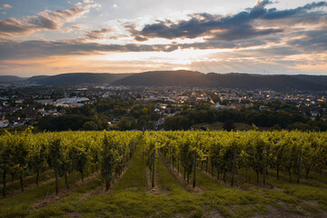 Wall Mural - Wineyard in Trier, Moselle Valley in Rhineland Palatiane in German