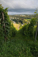 Wall Mural - Wineyard with view over Trier, Moselle Valley in Rhineland Palatiane in Germany