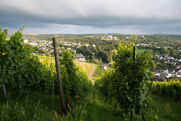 Wall Mural - Wineyard with view over Trier, Moselle Valley in Rhineland Palatiane in Germany