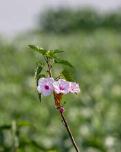 Ipomoea Carnea Or Pink Morning Glory Flower.