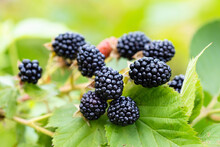 Natural Fresh Blackberries In A Garden. Bunch Of Ripe Blackberry Fruit - Rubus Fruticosus - On Branch Of Plant With Green Leaves On Farm. Organic Farming, Healthy Food, BIO Viands.