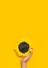 Fotomurales - Beautiful fresh sunflower with sunflower seeds in female hands on yellow background Flat lay. Harvest time agriculture farming. Healthy oils, food. Sunflower natural background top view copy space