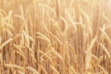 Fototapeta  - The natural backdrop of a field of ripe wheat