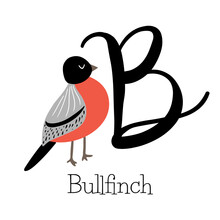 Capital Letter B For Bullfinch With Red Feathers, Childish Alphabet With Little Birds Name
