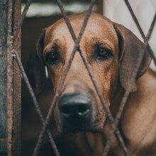 Sadness And Lonelyness Expression Of The Ridgeback Dog's Face Close Up Photograph, Dog In A Cage Looking At The Camera Through The Iron Cage Fence.
