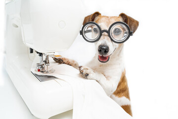 Adorable dog in glasses Jack Russell terrier looking at camera smiling works sewing machine sews white t-shirt. Fashion designer tailor in light white workshop. Funny pet producing clothes. Horizontal