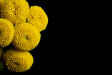 Yellow Flowers On A Black Background