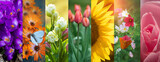 Fototapeta Tulipany - kwiaty, kolaż, kolory natury