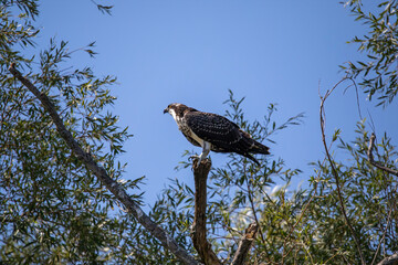 Canvas Print - The western osprey ((Pandion haliaetus ) 