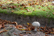 A large mushroom growing on the road of the Warsaw Catholic cemetery