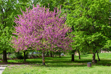 Blossom Tree Cercis Siliquastrum With Red Flowers