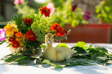 Wall Mural - A little duckling sits in the garden on a table on the leaves of wild grapes against the background of a colorful bouquet of flowers