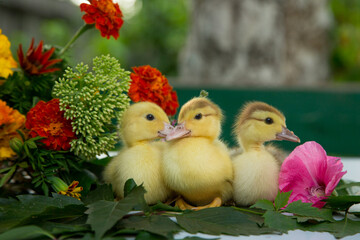 Wall Mural - Three little ducklings are sitting in the garden on the table on the leaves of wild grapes against the background of a colorful bouquet of flowers