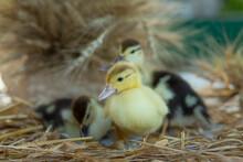 Three Cute Ducklings Sit On The Table In The Ears Of Wheat In The Garden	