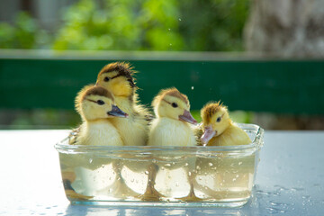 Wall Mural - Four little cute ducklings bathe in a glass container on a table in the garden