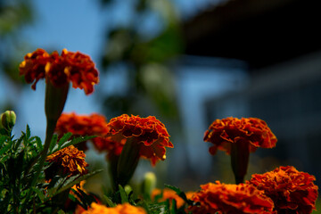 Wall Mural - Orange-red blooming marigolds in the rays of the setting sun close-up in the garden