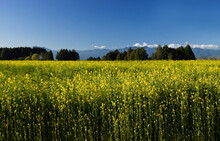 Field Of Mustard Plants In Full Blooming Yellow Flowers