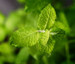 © SuperStock - Close up of mint leaves