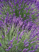 Field Of Lavender Plants In Full Bloom