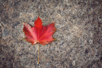 Wall Mural - Red maple leaf on the marble floor. Vintage style picture with copy space. Nature in autumn background concept.