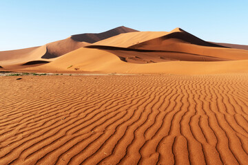 Orange sand dunes and clear sky in Namib desert