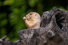 Close Up Profile Portrait Of A Prairie Dog, Partially Hidden By A Dead Tree Trunk, Eating A Morsel, Against A Green Bokeh Background