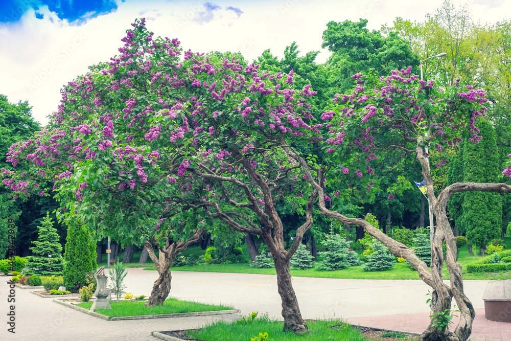 Lilac trees blooming in Taras Shevchenko public park in Rivne, Ukraine - obrazy, fototapety, plakaty 