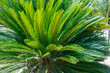 palm plant called cica in the Garden of Nations Park in Torrevieja. Alicante, on the Costa Blanca. Spain Europe.
