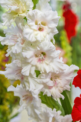 Wall Mural - Gladiolus. Beautiful flowering bright summer flower of the Iridaceae family