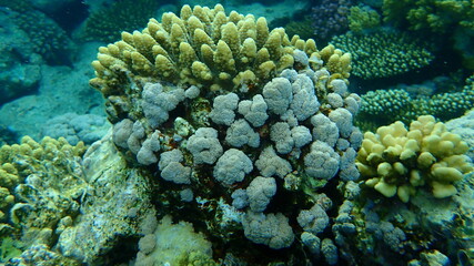 Stunning undersea coral reef view, Red Sea, Egypt, Sharm El Sheikh, Nabq Bay
