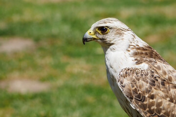 Poster - Portrait of Raroh large with a lawn in the background.