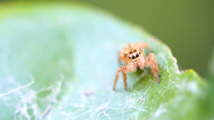 Macro photography of a spider