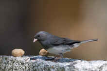 A Cute Small Male Dark Eyed Junco With Dark Eyes, Grey Feathers, White Feathers On The Belly, And A Short Tail. The Wild Songbird Is Perched On A Grey Speckled Rock Eating Peanuts. 