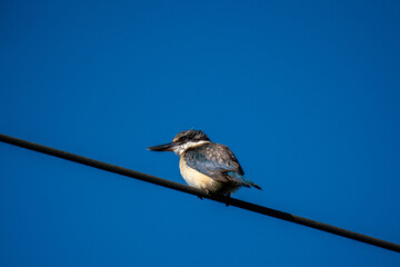 Sacred Kingfisher on a wire in New Zealand on a blue sky background