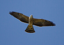 Soaring Juvenile Mississippi Kite Raptor