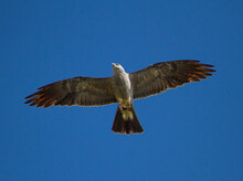Soaring Adult Mississippi Kite Raptor